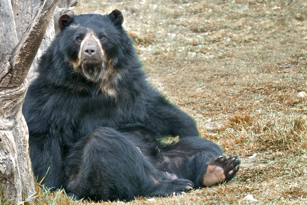 spectacled-bear