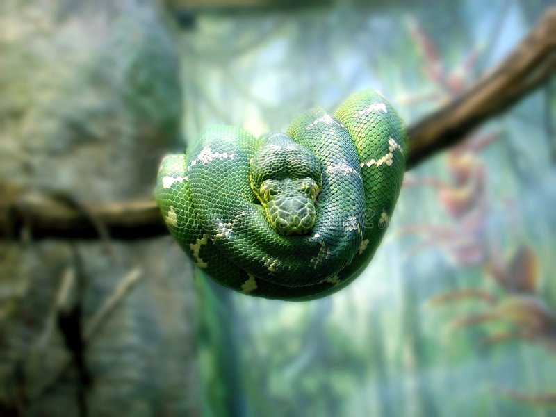 emerald-tree-boa