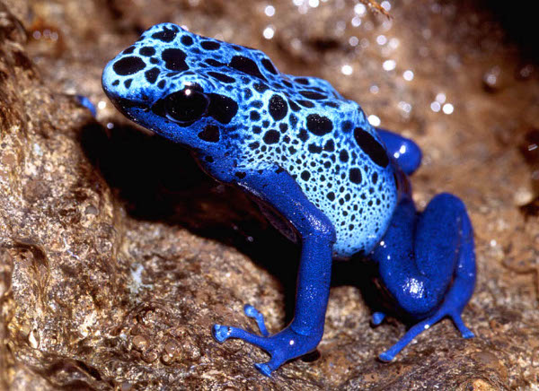 poison-frog