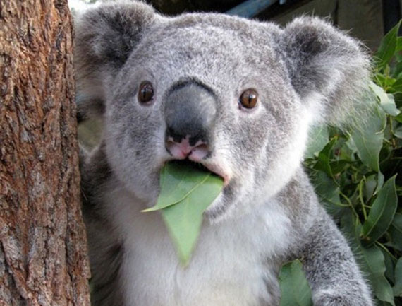 koala